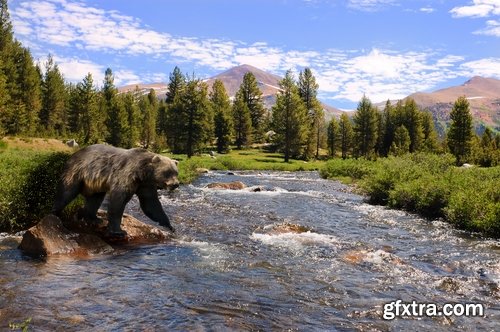 Grizzly Bear predatory animal skin fur hunting in the wild 25 HQ Jpeg