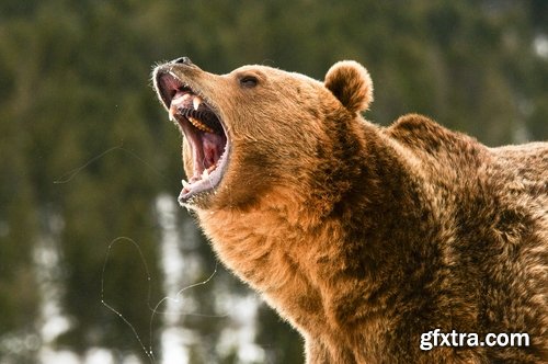 Grizzly Bear predatory animal skin fur hunting in the wild 25 HQ Jpeg