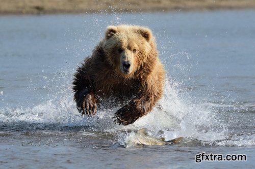 Grizzly Bear predatory animal skin fur hunting in the wild 25 HQ Jpeg