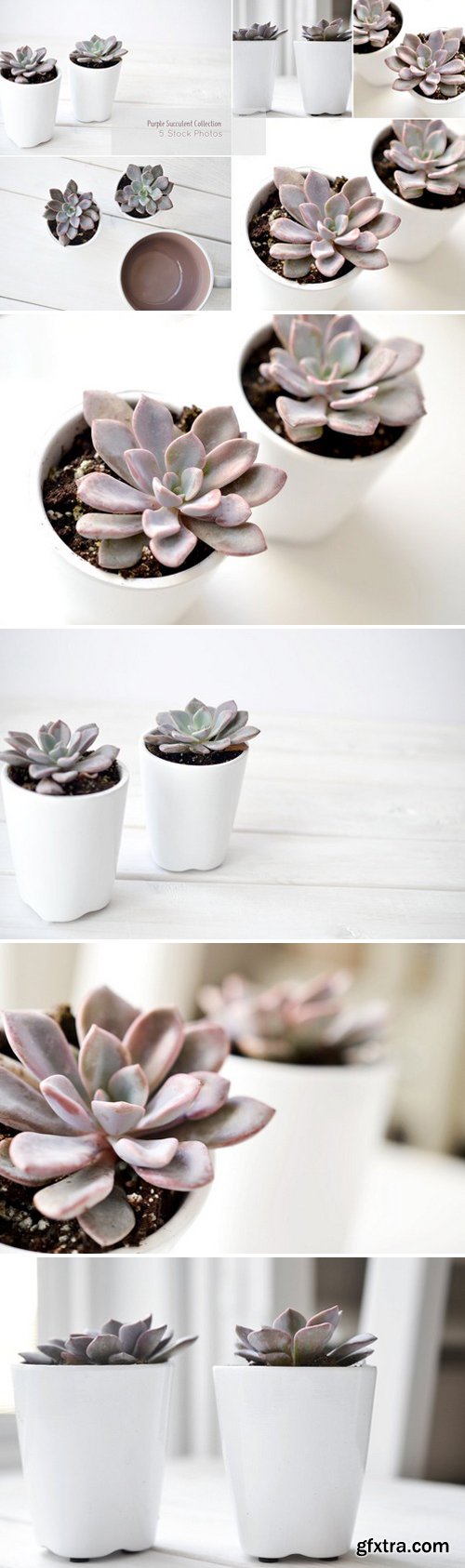 CM - Purple Succulents & Neutrals 1611405