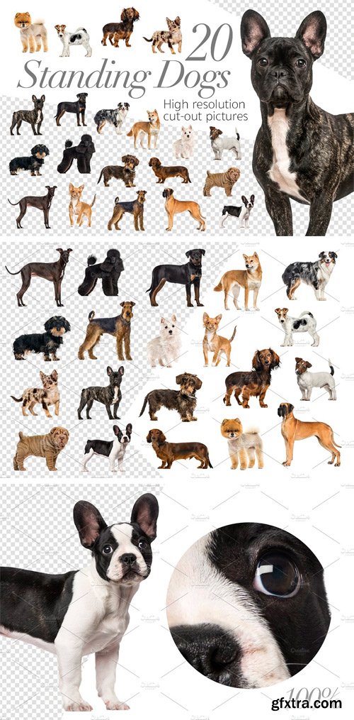 CM - 20 Standing Dogs - Cut-out Pictures 2261997