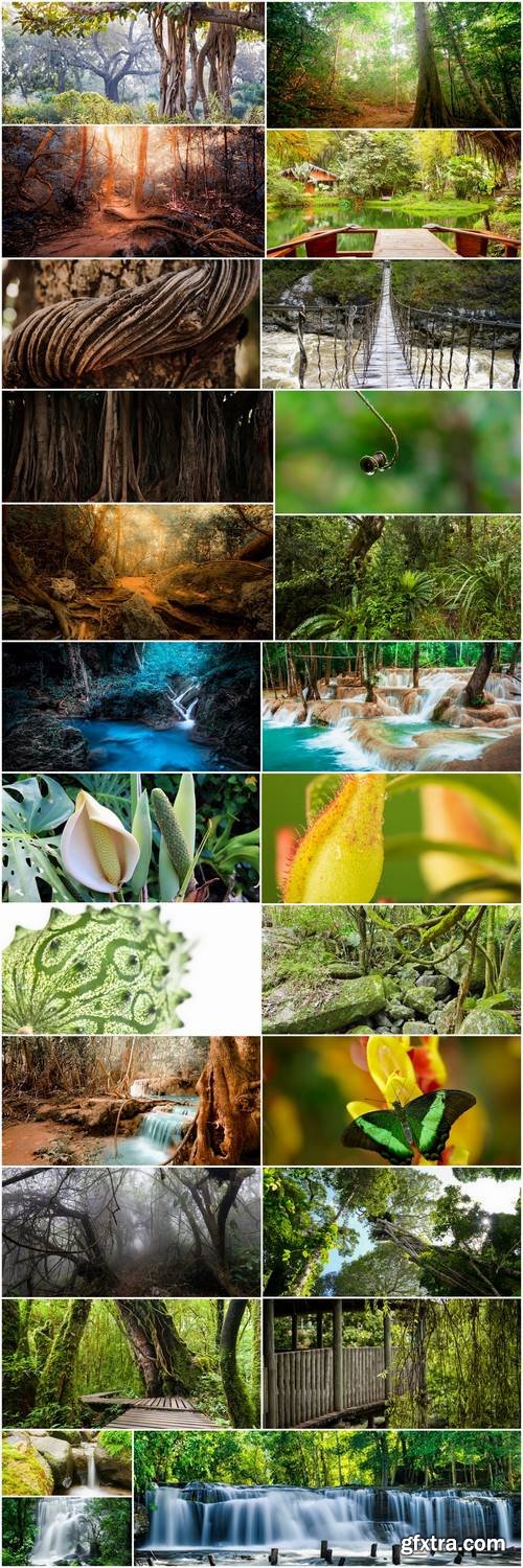 Rainforest fruit flower animal butterfly relict tree liana 25 HQ Jpeg