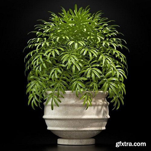 013 Plants Collection 3d Models