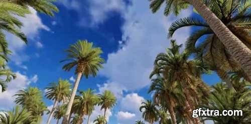 Palm Tree Forest - Motion Graphics 64790