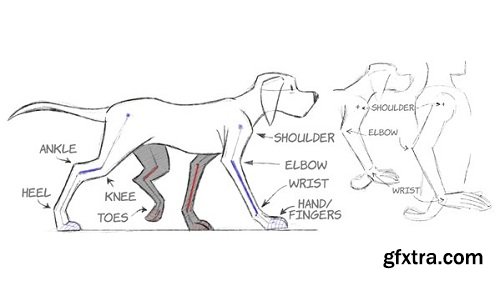 Lynda - 2D Animation: Animal Walk Cycles