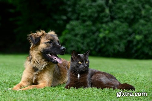 Cat and dog puppy kitten animal friendship 25 HQ Jpeg