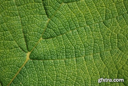 Background is texture pattern wood skin paint von 25 HQ Jpeg