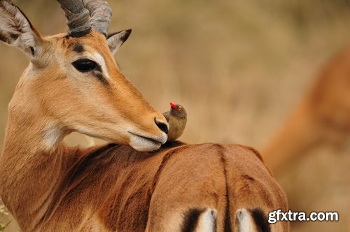 Antelope horn herbivore nature landscape 25 HQ Jpeg