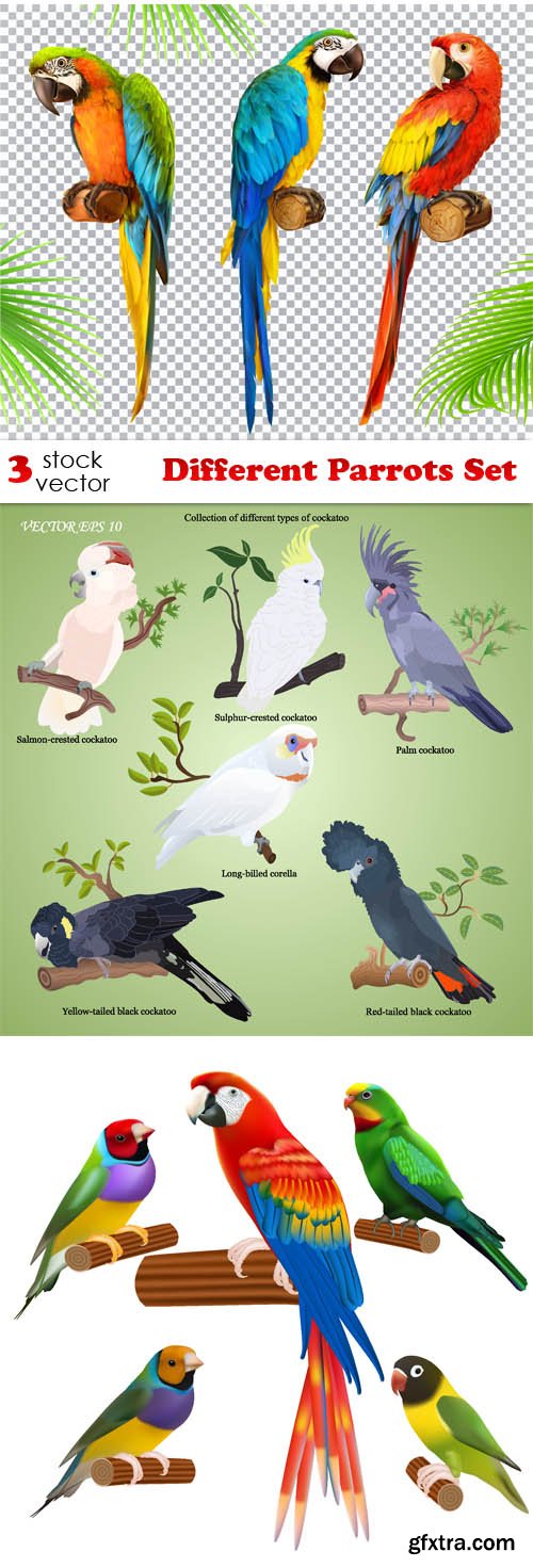 Vectors - Different Parrots Set