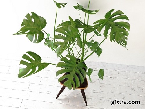 Monstera Tropical Plant 3d Model