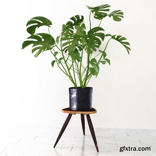 Monstera Tropical Plant 3d Model