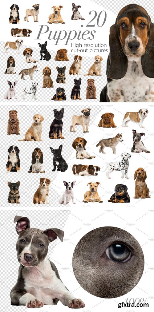 CM - 20 Puppies - Cut-out Pictures 2261995