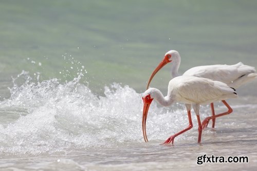 Ibis bird feather pink red nature landscape animal swamp forest pond 25 HQ Jpeg