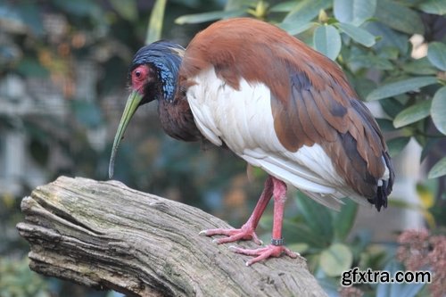 Ibis bird feather pink red nature landscape animal swamp forest pond 25 HQ Jpeg