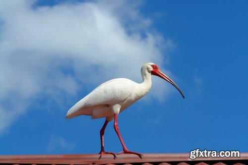 Ibis bird feather pink red nature landscape animal swamp forest pond 25 HQ Jpeg