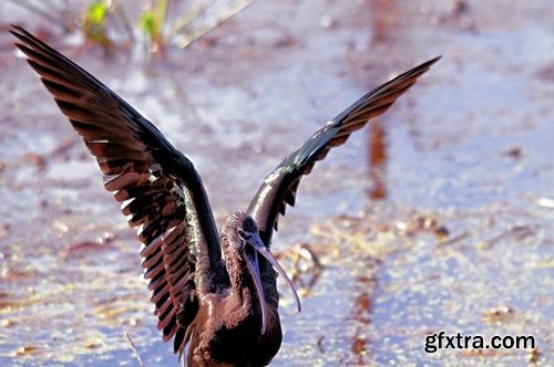 Ibis bird feather pink red nature landscape animal swamp forest pond 25 HQ Jpeg