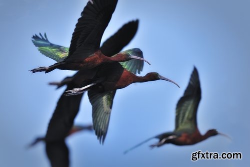 Ibis bird feather pink red nature landscape animal swamp forest pond 25 HQ Jpeg