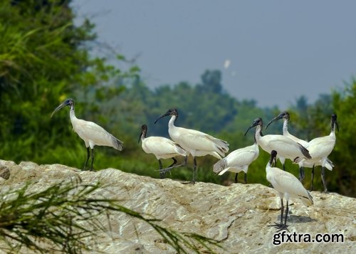 Ibis bird feather pink red nature landscape animal swamp forest pond 25 HQ Jpeg