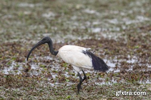 Ibis bird feather pink red nature landscape animal swamp forest pond 25 HQ Jpeg