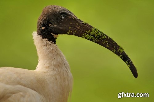 Ibis bird feather pink red nature landscape animal swamp forest pond 25 HQ Jpeg