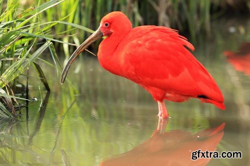 Ibis bird feather pink red nature landscape animal swamp forest pond 25 HQ Jpeg