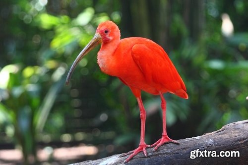 Ibis bird feather pink red nature landscape animal swamp forest pond 25 HQ Jpeg