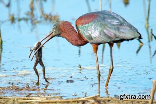 Ibis bird feather pink red nature landscape animal swamp forest pond 25 HQ Jpeg