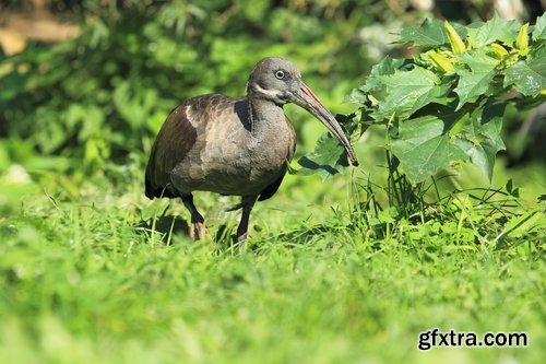 Ibis bird feather pink red nature landscape animal swamp forest pond 25 HQ Jpeg