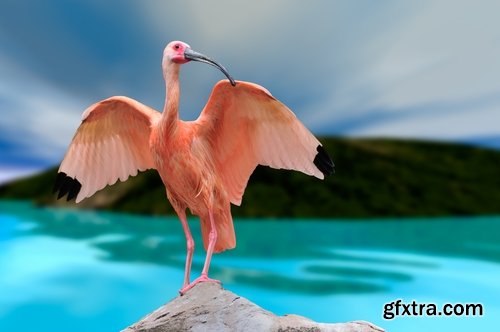 Ibis bird feather pink red nature landscape animal swamp forest pond 25 HQ Jpeg