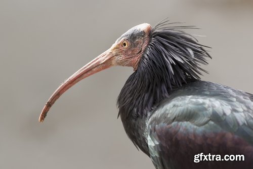 Ibis bird feather pink red nature landscape animal swamp forest pond 25 HQ Jpeg