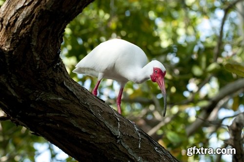 Ibis bird feather pink red nature landscape animal swamp forest pond 25 HQ Jpeg