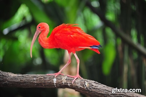 Ibis bird feather pink red nature landscape animal swamp forest pond 25 HQ Jpeg