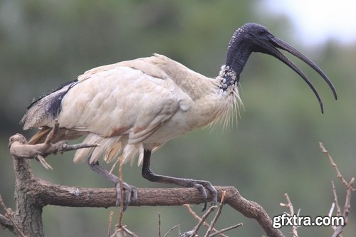 Ibis bird feather pink red nature landscape animal swamp forest pond 25 HQ Jpeg