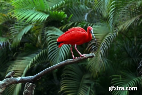 Ibis bird feather pink red nature landscape animal swamp forest pond 25 HQ Jpeg