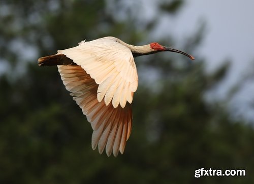 Ibis bird feather pink red nature landscape animal swamp forest pond 25 HQ Jpeg