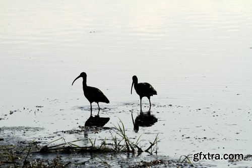 Ibis bird feather pink red nature landscape animal swamp forest pond 25 HQ Jpeg