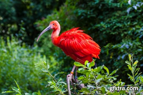 Ibis bird feather pink red nature landscape animal swamp forest pond 25 HQ Jpeg