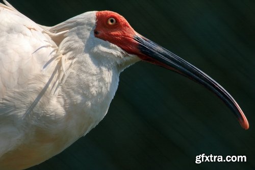 Ibis bird feather pink red nature landscape animal swamp forest pond 25 HQ Jpeg