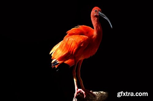 Ibis bird feather pink red nature landscape animal swamp forest pond 25 HQ Jpeg