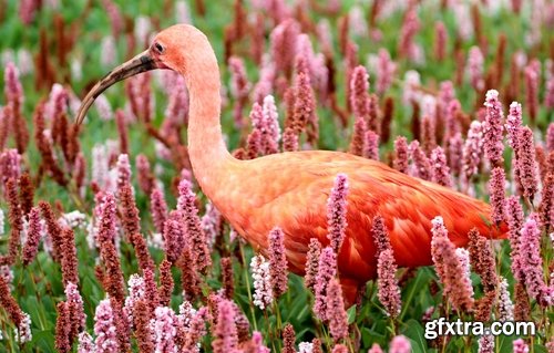 Ibis bird feather pink red nature landscape animal swamp forest pond 25 HQ Jpeg