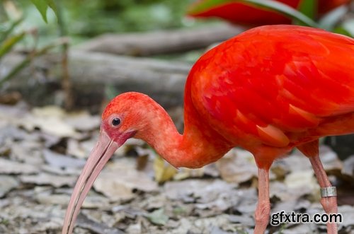 Ibis bird feather pink red nature landscape animal swamp forest pond 25 HQ Jpeg