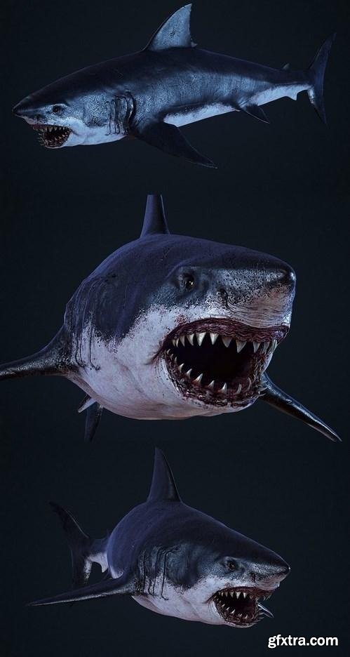 Shark 3D Model