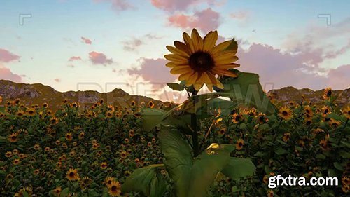 Field of Sunflowers During Sunset 73176