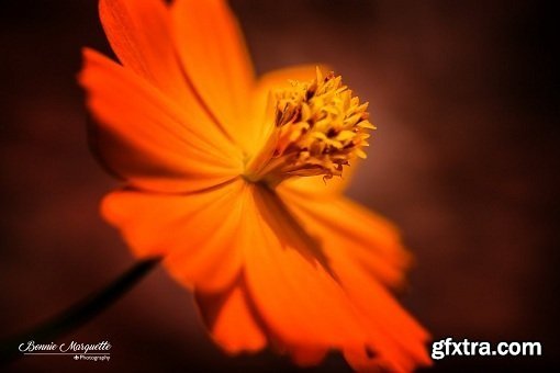 Intro to Macro Photography, Shooting Flowers Close Up