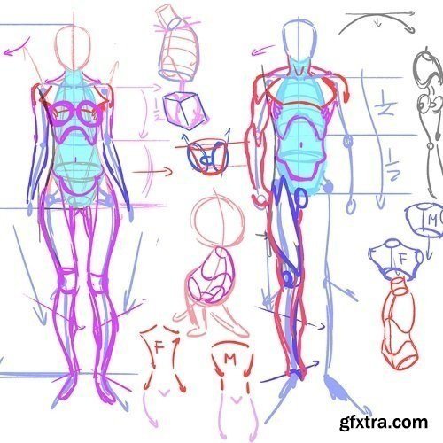 Gumroad - Male vs Female construction and posing