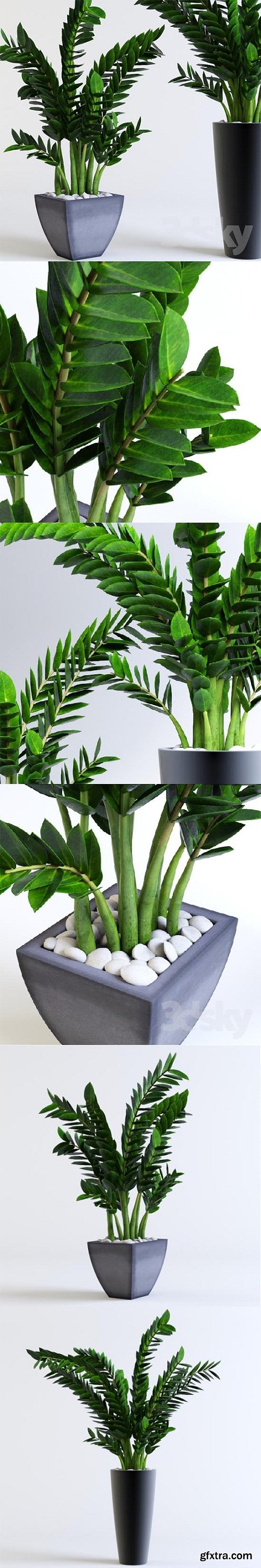 Zamioculcas 3d model