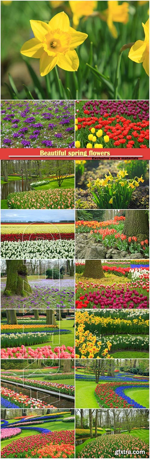 Beautiful spring flowers, daffodils, tulips