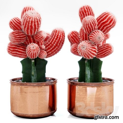 Red Cactus 3d Models