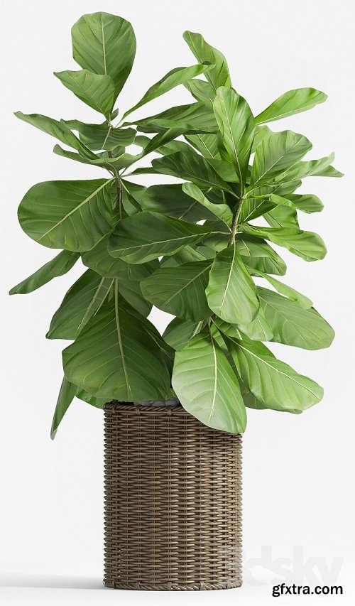 Ficus Lyrata (Plant 55)