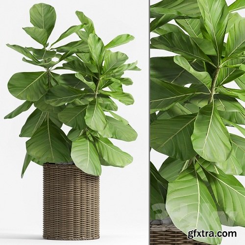 Ficus Lyrata (Plant 55)